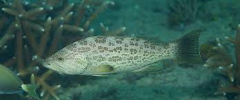 Image result for Mycteroperca phenax