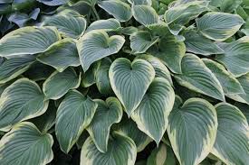 Attēlu rezultāti vaicājumam “Hosta sp.”