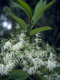 Attēlu rezultāti vaicājumam “Chionanthus virginicus”