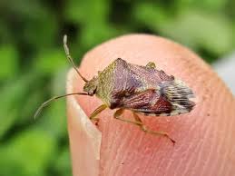 Attēlu rezultāti vaicājumam “Elasmucha grisea imago”