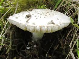 Attēlu rezultāti vaicājumam “Amanita strobiliformis”