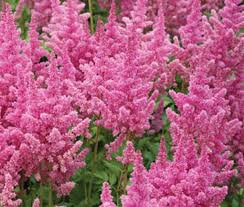 Attēlu rezultāti vaicājumam “Astilbe chinensis”