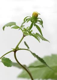 Attēlu rezultāti vaicājumam “Bidens tripartita flower”