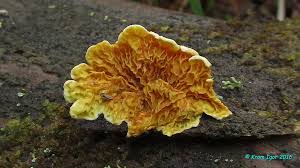 Attēlu rezultāti vaicājumam “Pseudomerulius aureus”