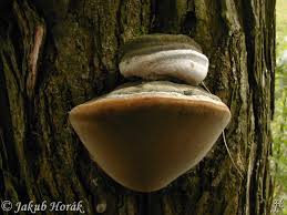 Attēlu rezultāti vaicājumam “Phellinus igniarius”