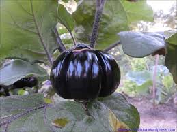 Afbeeldingsresultaat voor melanzana prosperosa eggplant