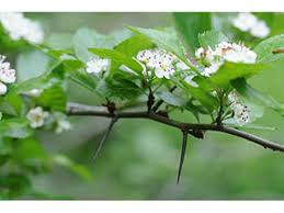 Attēlu rezultāti vaicājumam “Crataegus”