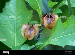 Attēlu rezultāti vaicājumam “Nicandra physalodes fruit”