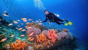 Image result for Scuba Skooling