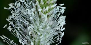 Attēlu rezultāti vaicājumam “Plantago media”