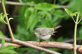 Image result for Dendroica tigrina