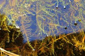 Attēlu rezultāti vaicājumam “Warnstorfia fluitans”