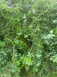 Image result for Ildblomkarse