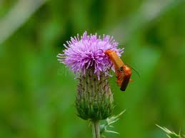 Attēlu rezultāti vaicājumam “Cirsium arvense flower”