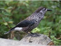 Image result for Nucifraga caryocatactes