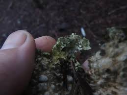 Attēlu rezultāti vaicājumam “Cribraria oregana spores”