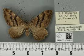 Attēlu rezultāti vaicājumam “Hydria cervinalis”