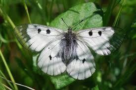 Attēlu rezultāti vaicājumam “Parnassius mnemosyne underside”