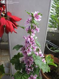 Image result for Malva sylvestris 'Zebrina'