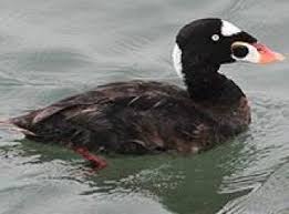 Image result for Melanitta perspicillata