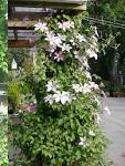 Clematis - Flower Facts & Garden Help
