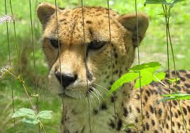 Afbeeldingsresultaat voor cheeta