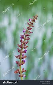 Attēlu rezultāti vaicājumam “Salvia nemorosa fruit”