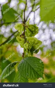 Attēlu rezultāti vaicājumam “Ulmus glabra fruit”