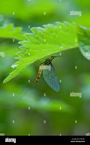 Attēlu rezultāti vaicājumam “Ephemera sp.”