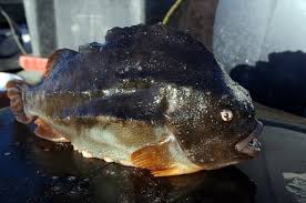 Image result for Cyclopterus lumpus