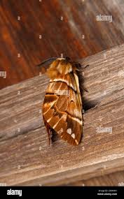 Attēlu rezultāti vaicājumam “Endromidae”