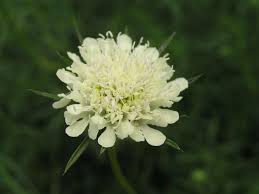 Attēlu rezultāti vaicājumam “Scabiosa ochroleuca”