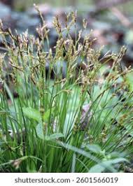 Attēlu rezultāti vaicājumam “Carex digitata fruit”