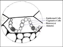 Attēlu rezultāti vaicājumam “Nostoc pruniforme cells”