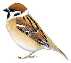 Image result for Passer montanus