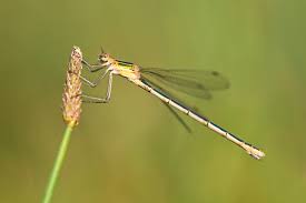 Attēlu rezultāti vaicājumam “Lestes sponsa”