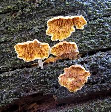 Attēlu rezultāti vaicājumam “Pseudomerulius aureus”