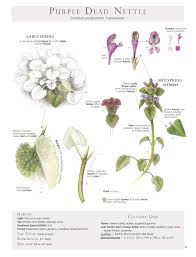 Attēlu rezultāti vaicājumam “Lamium purpureum leaf”