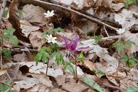 Attēlu rezultāti vaicājumam “Erythronium sibiricum flower”
