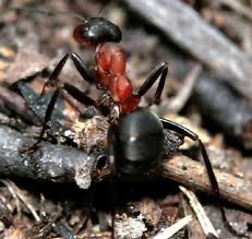 Attēlu rezultāti vaicājumam “Formica rufa”