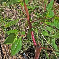 Attēlu rezultāti vaicājumam “Impatiens glandulifera leaf”