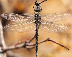 Attēlu rezultāti vaicājumam “Aeshnidae”