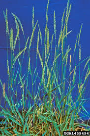 Attēlu rezultāti vaicājumam “Elytrigia repens”