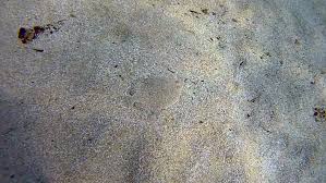 Image result for Solea solea