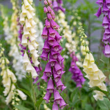 Image result for Digitalis purpurea