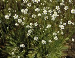 Attēlu rezultāti vaicājumam “Androsace septentrionalis”