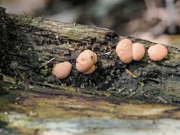 Attēlu rezultāti vaicājumam “Lycogala sp.”