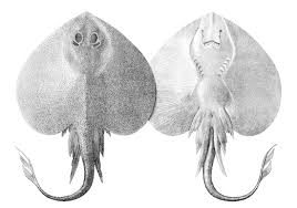 Image result for Leucoraja