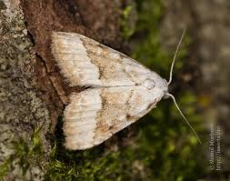 Attēlu rezultāti vaicājumam “Nola aerugula”