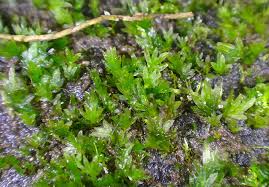 Attēlu rezultāti vaicājumam “Fissidens arnoldii sporophyte”